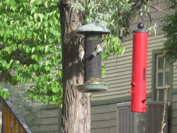 Finch at the Feeder